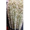 25 pcs Fresh Like Artificial Cream Jasmine Flower Strings Indian Decoration Wedding Home Decor, 5 feet approx