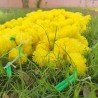 100 Fresh like artificial yellow marigold flower string party backdrop, Indian wedding decorations, 5 feet flower garland